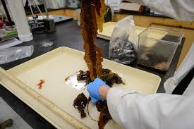 seaweed lab equipments